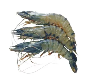 Bagda Chingri (Shrimp) 18-22 pcs ±30 gm