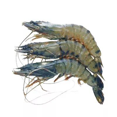 Bagda Chingri (Shrimp) 18-22 pcs ±30 gm