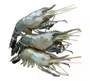 Golda Chingri (Shrimp) 16-20 pcs ±30 gm
